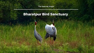 Bharatpur bird sanctuary | Keoladeo National Park | wildlife of Rajasthan