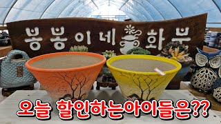 8월29일 #봉봉이네화분 #수제다육공방분 #폭염이었던 8월도 지나가고있네요~^^