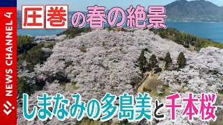 【桜満開】空から見た桜も！しまなみの多島美と千本の桜が織りなす春の絶景＜NEWS CH.4＞