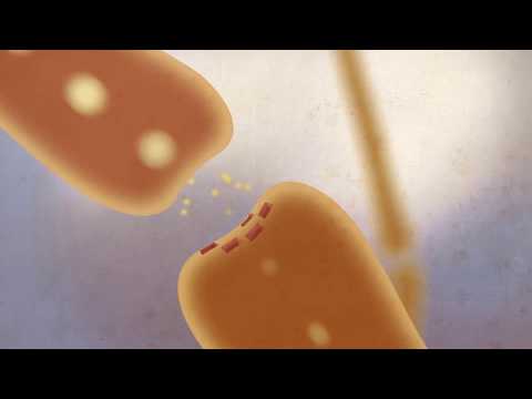 Do dendrites receive or send?
