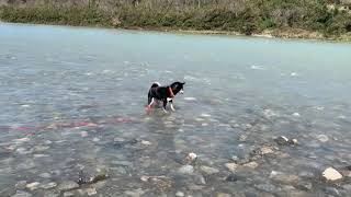 鮭を狙う熊...？【黒柴犬珊瑚】Is that a bear that aims for salmon?