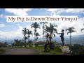 My Pig is Down(Yimer Yimya)