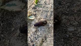 Crawling shell at the seashore #shell #seashell #fun #amazing