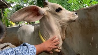 VLOG-50 || KANKREJ COW \u0026 KANKREJ BABY UNLOADING VIDEO || NAWAB DAIRY FARM || KOLKATA COW 2024