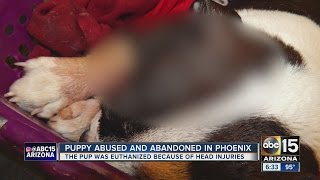 Dog euthanized after being found abused, abandoned in PHX