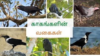 காகங்களின் வகைகள் || Crow|| #crow #birds #காகம்