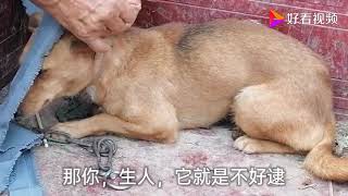 被卖的小土狗，吓得缩成一团，狗贩子一把抓住狗头，提起就走