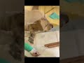 kisah sedih anjing anjing anjingsedih anjingterluka ceritahewan ceritasedih videoviral