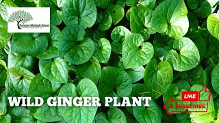 WILD GINGER PLANT - TN NURSERY