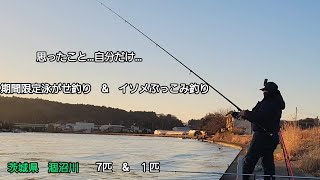 [　茨城県　涸沼川　]　(期間限定ぎんぺい泳がせ釣り　\u0026　青イソメぶっこみ釣り)　思ったこと…自分だけ…！！　7匹　\u0026　１匹　#曲/人魚のラテ