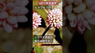 雑草・草花　(ヒメツルソバ) 23 #shorts