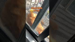 冬天的太阳真暖和#猫咪vlog #cat #cutecat #猫動画