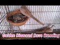 Golden Diamond Dove Breeding HD