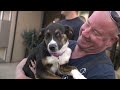 tempe firefighters pose with dogs for a cause