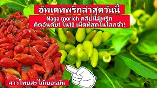 วิถีชีวิตคนไทยในต่างแดนสะใภ้เยอรมัน อัพเดทพริกล่าสุด ชื่อพริกNaga Morich เผ็ดติดอันดับ1ใน10ของโลกจ้า