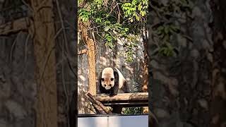 圓仔昏昏欲睡 一秒斷電 #panda #貓熊