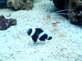 black saddleback getting clean by cleaner shrimp