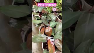 Philodendron Pink Princess - Fred Meyer finds #shorts #finds