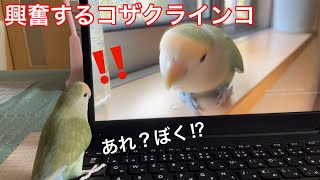 【YouTuber】自分の動画をみて興奮しまくるコザクラインコ　【lovebird】