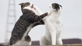 Cats striking each other in the rain