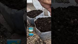 How to plant Lisianthus seeds 🌱🌸 // Garden Answer