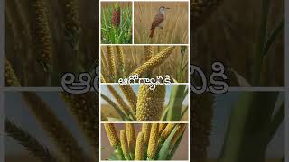 జొన్నలు ఆరోగ్యానికి ఎందుకు మంచిది | Why is Sorghum Good for Health | #halfacrecultivation