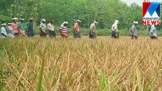 പരീക്ഷണകൃഷി നൂറു മേനി വിളഞ്ഞതിന്റെ ആഹ്ലാദത്തിൽ തൊടുപുഴ നെയ്യശ്ശേരിയിലെ നെൽ കർഷക സംഘം