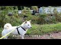 柴犬柿丸 公園巡回警備と過去の記憶【ロッテルダムいつもの散歩】kaki maru the shiba inu