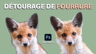 Comment détourer des poils dans Photoshop