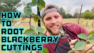 How to Propagate Blackberries From Cuttings