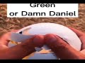 green or damn daniel