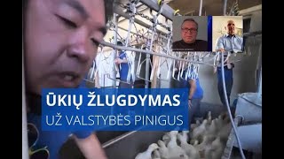 Ūkių žlugdymas už valstybės pinigus