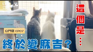 【SoybeanMilk vs. Junrong EP07】Cats finally became best buddies?