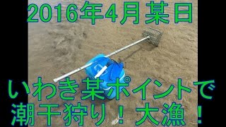 2016年4月某日 いわき某ポイントで潮干狩り！大漁！