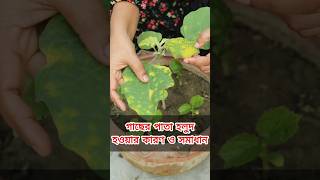 বেগুন গাছের পাতা হলুদ হওয়ার কারন ও প্রতিকার।#gardeningtips #agriculturaltips #plantdisease