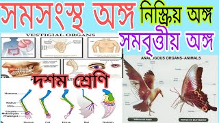 সমসংস্থ অঙ্গ সমবৃত্তীয় অঙ্গ (Homologous and Analogous organs) /নিস্ক্রিয় অঙ্গ