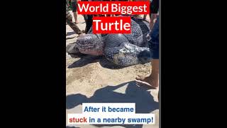World's Biggest Turtle 2024  | World Record #Shorts #Turtle