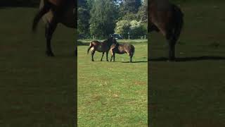 Allogrooming ponies (grooming each other) 🐴