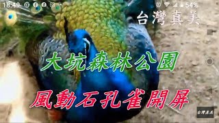 大坑風動石公園孔雀開屏