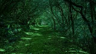 A REAL FOREST TRAIL | Beautiful Stock footage | Copyright Free Background l