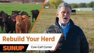 Why Replacement Heifers Will Shape the Future Cattle Market | Cow-Calf Corner