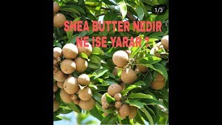 SHEA BUTTER-KARİTE YAĞI NEDİR ? |ECZACINIZ ANLATIYOR