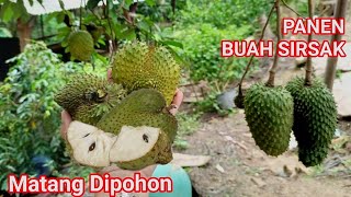 Panen Sirsak Madu Matang Dipohon