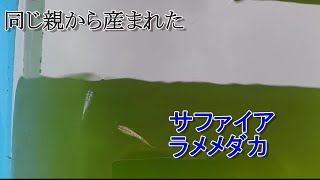 固定率の高いメダカから1匹だけ不思議なメダカが産まれました・・