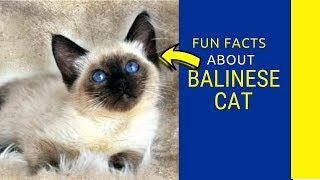 7 Reasons to Love the Beautiful Balinese - Balinese Cat facts for kids
