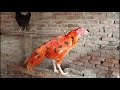 pekin bantam chickens australorp chickens aseel chicken layer chicken chicken cartoon toys