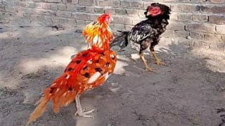 Pekin bantam chickens | Australorp chickens | Aseel Chicken | Layer chicken | Chicken Cartoon | toys