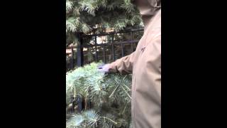 Abies concolor (Silver Fir)