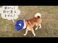 【柴犬】初ライブの後、本能だけでフリスビードッグに挑戦する柴犬の本気【shiba inu】※クイズ超難問2問！