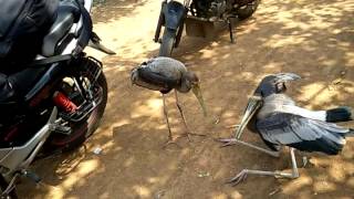 Koonthankulam Bird Sanctuary 2